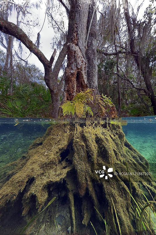 美国佛罗里达州彩虹泉州立公园水下树根与丛林景观图片素材