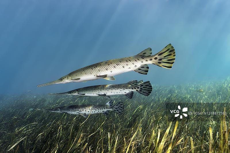 佛罗里达骨雀鳝，三条，在水下植物上游泳，彩虹河，彩虹泉州立公园，邓内伦，佛罗里达州，美国图片素材