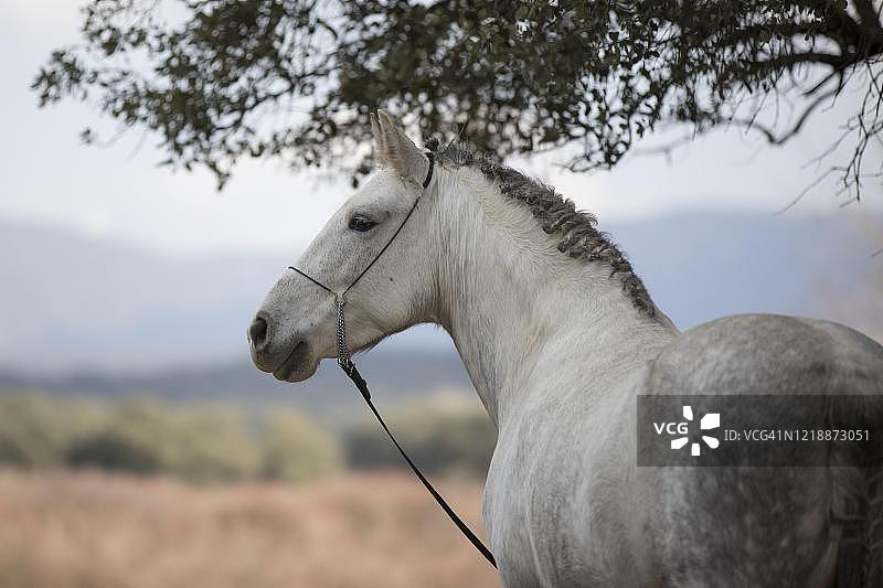 安达卢西亚马，灰色马，阉割马，动物侧面肖像，西班牙安达卢西亚图片素材