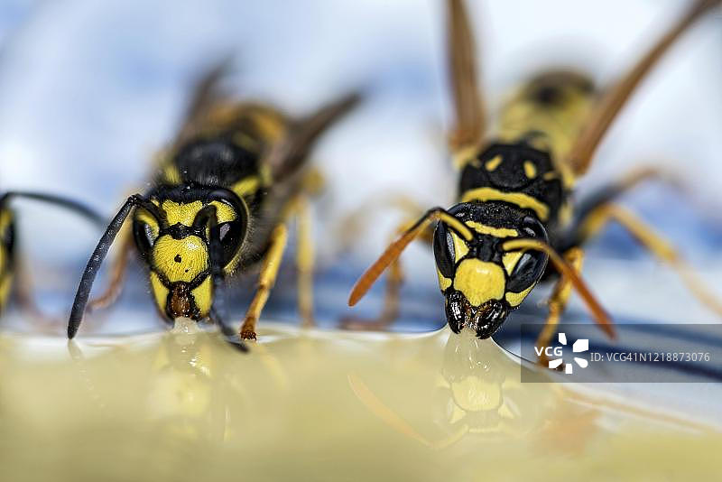 德国黄蜂图片素材