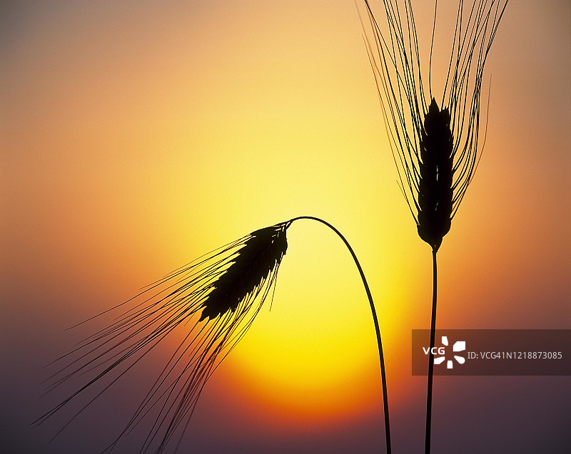 德国巴登-符腾堡，夕阳下的常见大麦麦穗图片素材