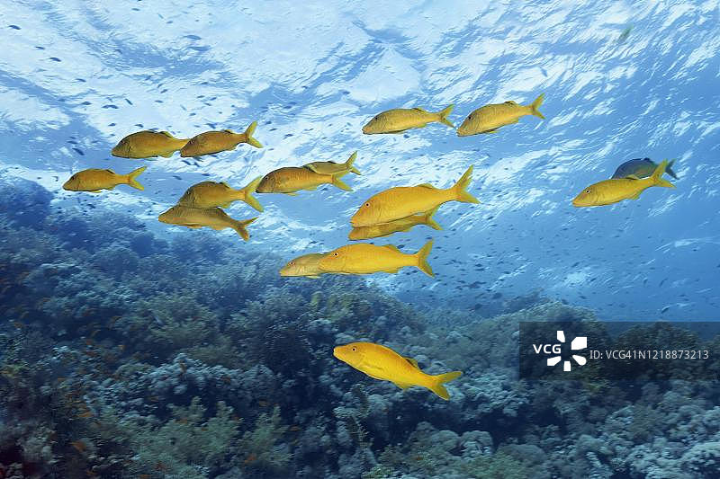 珊瑚礁上的金色须鲷鱼群(Parupeneus cyclostomus),红海,埃及西奈半岛沙姆沙伊赫图片素材