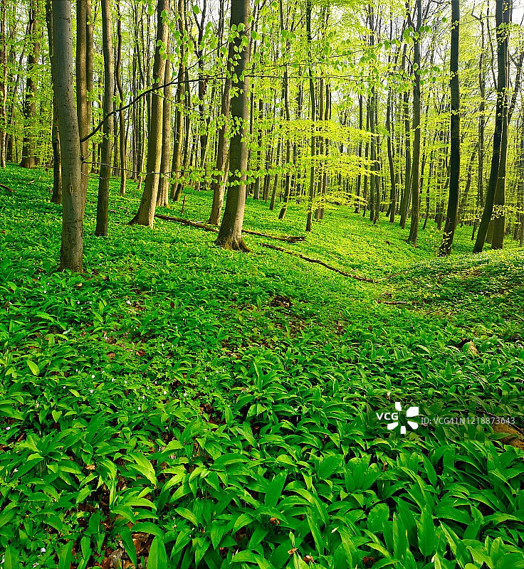 春季阳光明媚的山毛榉原始森林，绿意盎然，野蒜覆盖地面，喀尔巴阡山脉和德国原始山毛榉森林联合国教科文组织世界自然遗产，图林根州海尼希国家公园图片素材