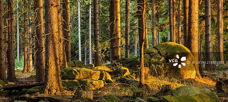 德国萨克森-安哈尔特州哈茨国家公园云杉森林巨石全景图片素材