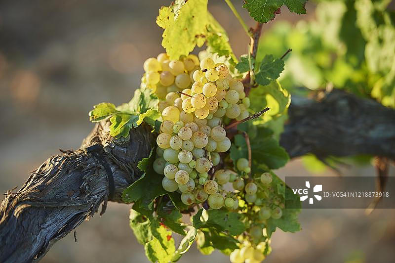 西班牙加泰罗尼亚的葡萄藤上成熟的黄色葡萄图片素材