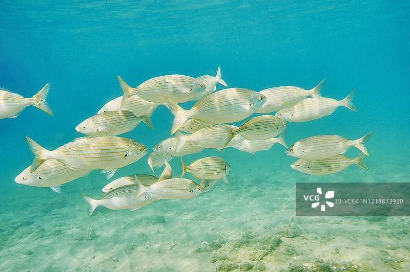 西班牙加泰罗尼亚的沙丁鱼群图片素材