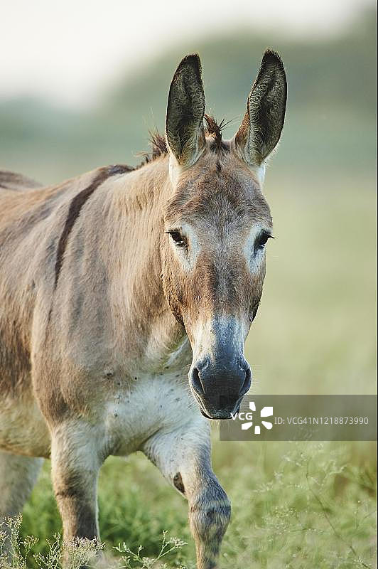 非洲野驴，法国卡马格图片素材