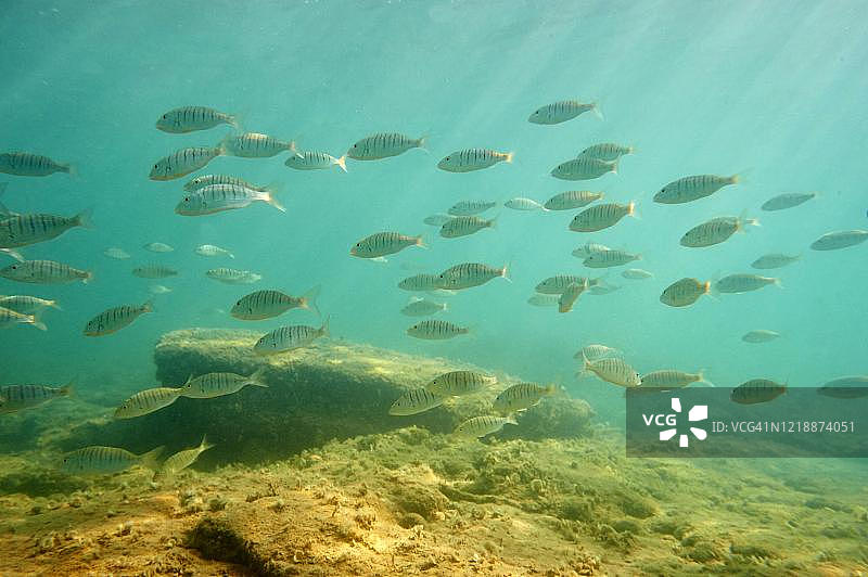 沙地上的一群鱼图片素材