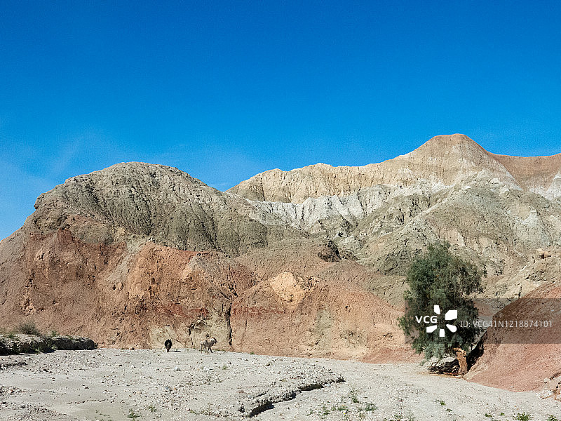 两只狗在彩色峡谷的沙地中行走图片素材