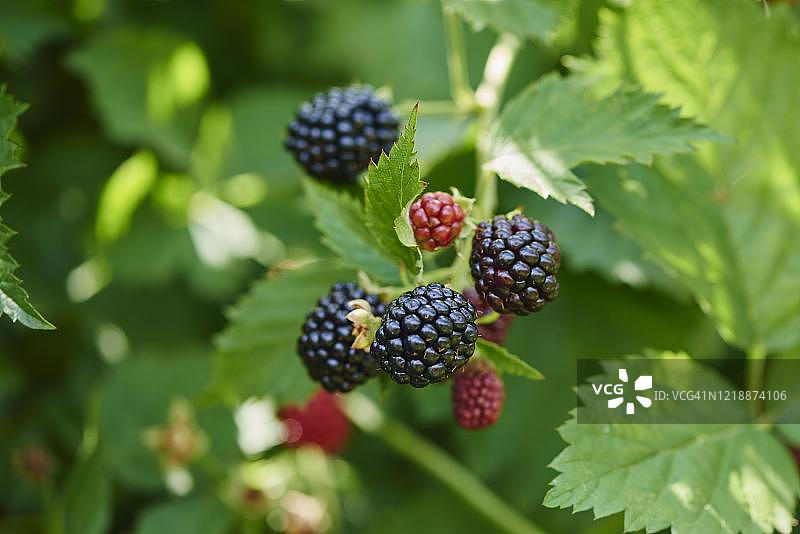德国成熟和未成熟的黑莓图片素材