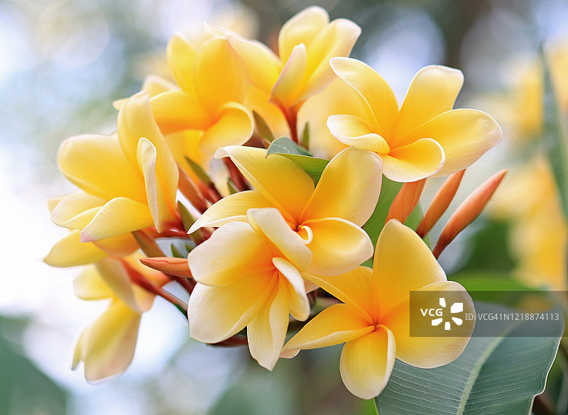 一束黄色鸡蛋花图片素材