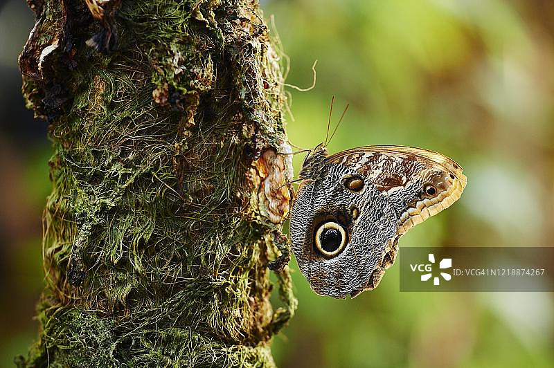 德国，坐在树干上的森林巨型猫头鹰（珂里蛾）图片素材