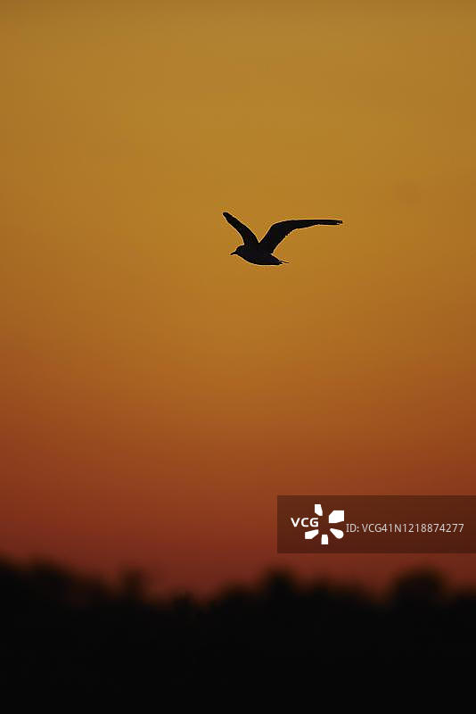 在日落时分飞行的黑头鸥，法国卡马格图片素材