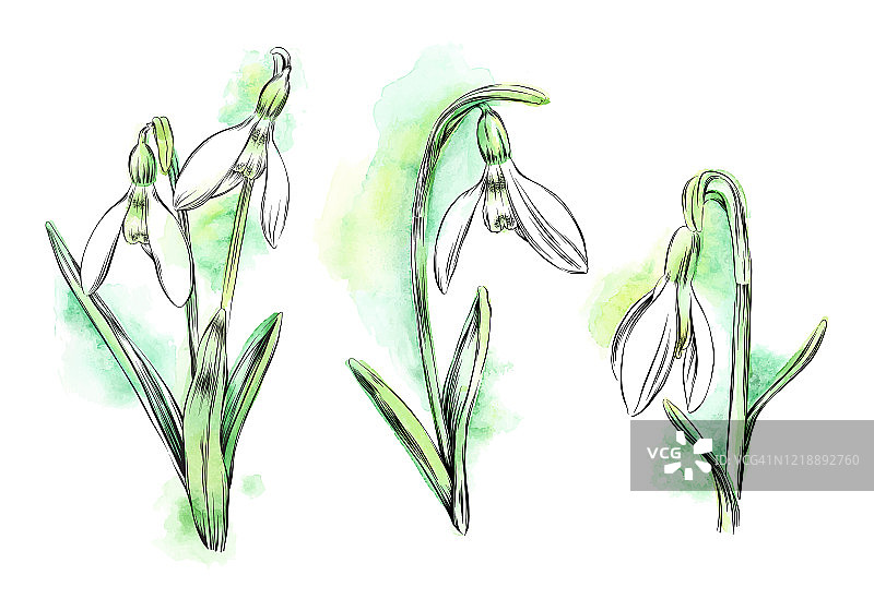 雪花莲水彩墨水矢量插画图片素材