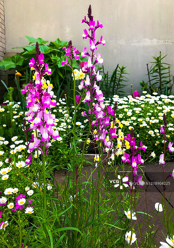 春天盛开的柳穿鱼图片素材