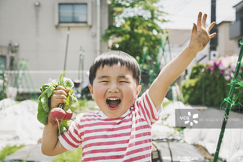 男孩在农场收萝卜图片素材