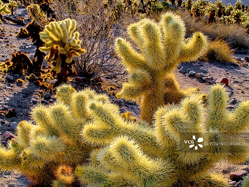 金球掌图片素材