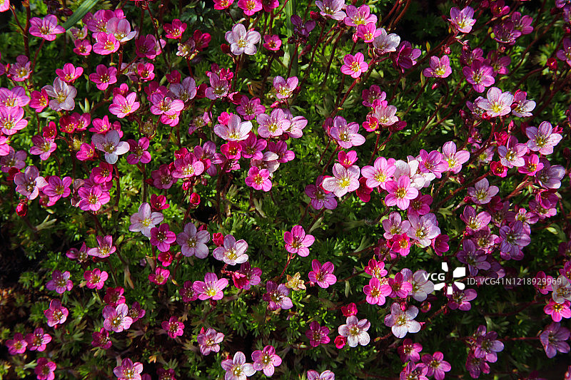 春天阳光下的粉色虎耳草花图片素材