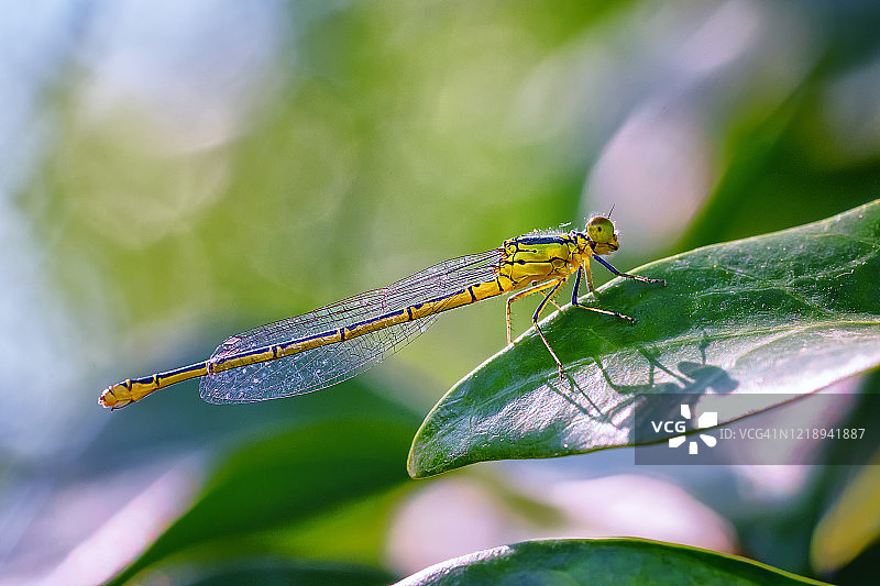 叶子上豆娘特写图片素材