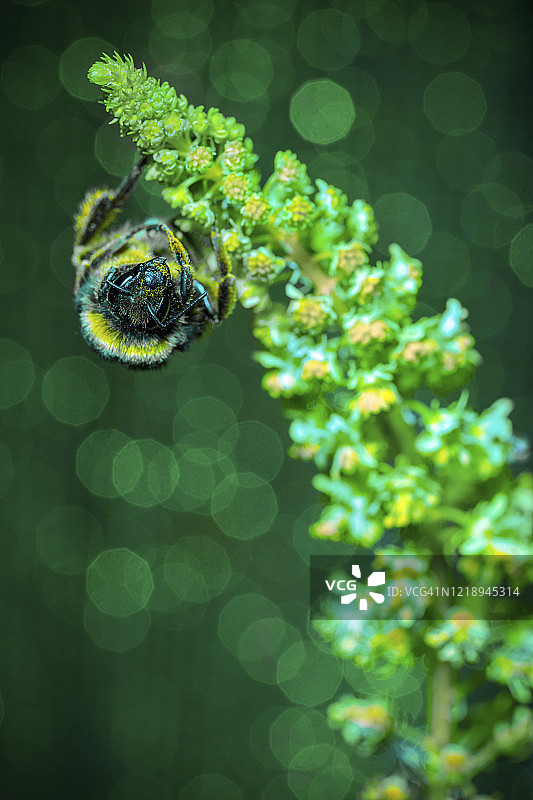 熊蜂在野生木犀草上图片素材