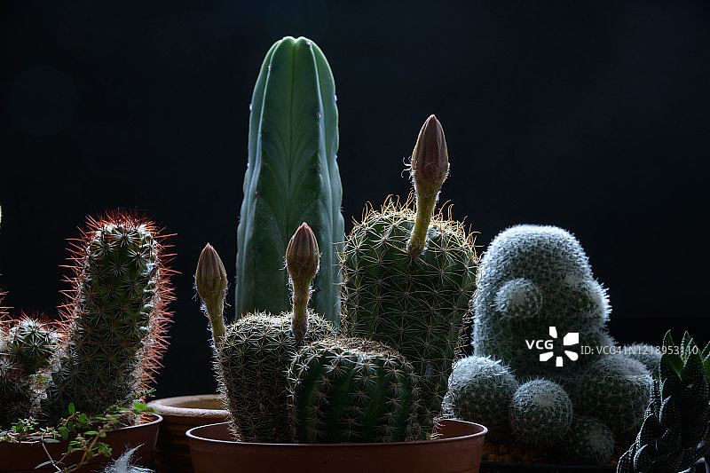 黑色背景下的仙人掌植物特写图片素材