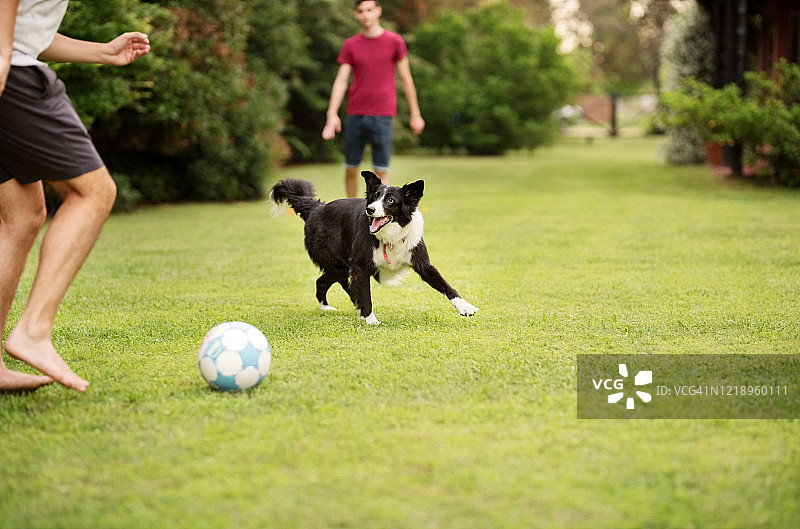 朋友们和狗一起踢足球图片素材