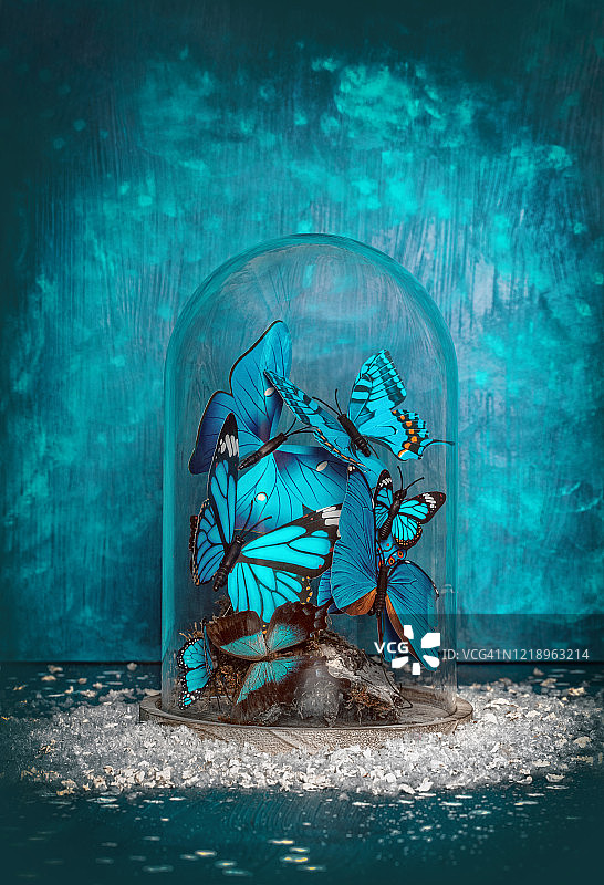 玻璃罩下的蓝色蝴蝶图片素材