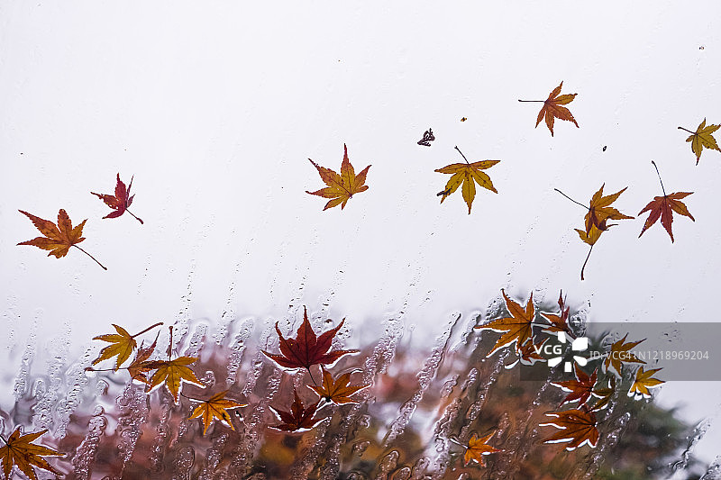 秋天的落叶图片素材