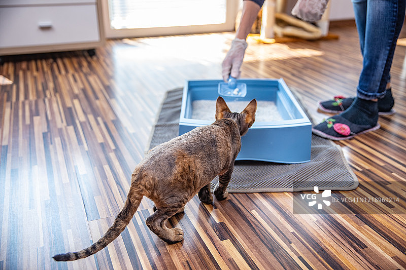 宠物主人清理猫砂盆，猫在观看图片素材
