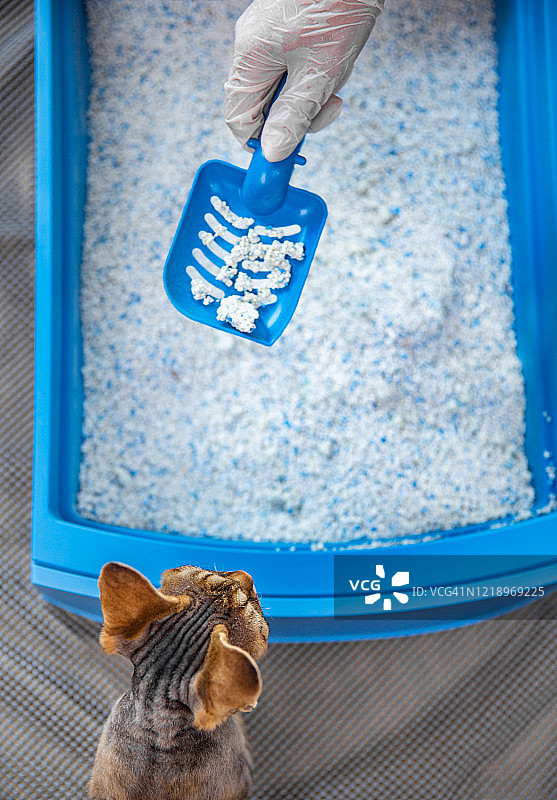 猫咪观看清理猫砂盆的俯视照片图片素材