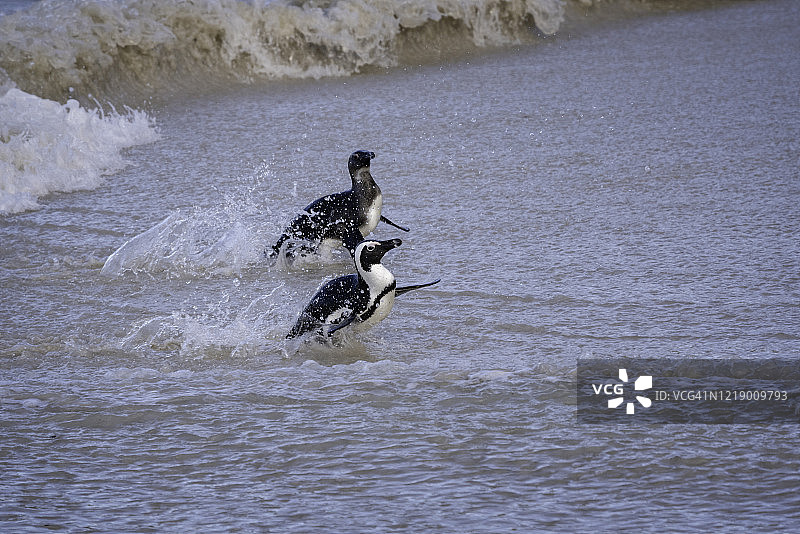 在南非开普敦巨石海滩企鹅栖息地游泳的一对企鹅图片素材