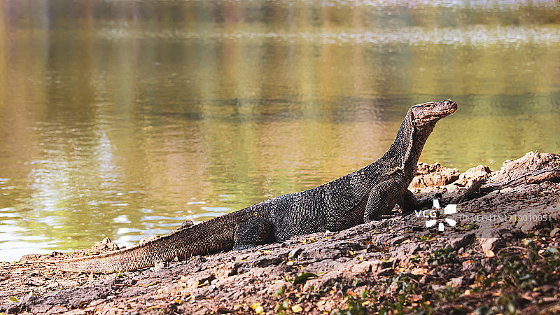 泰国曼谷伦披尼公园的巨蜥图片素材