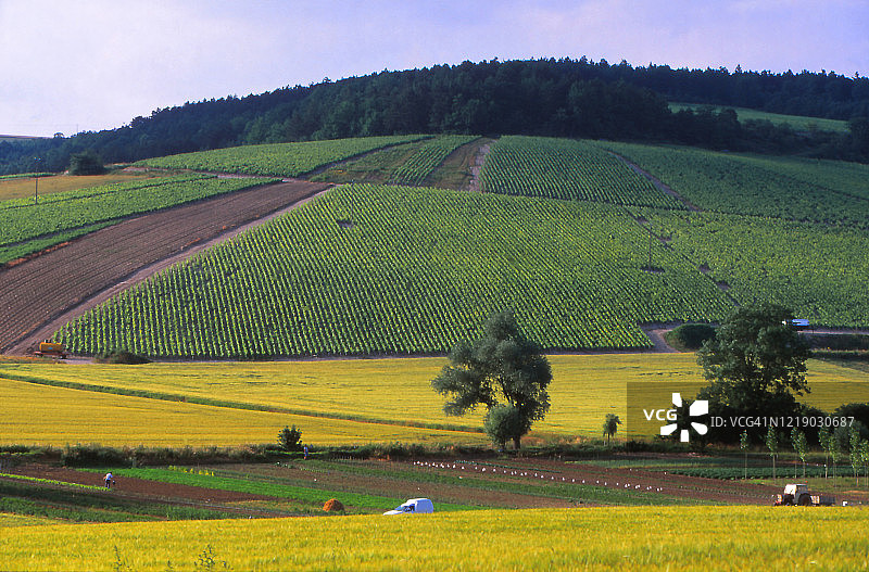 法国勃艮第夏布利地区的葡萄园图片素材