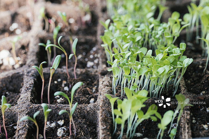 室内花园的特写，幼苗在自然光下生长，等待移植到室外图片素材