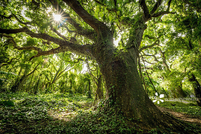 仰望透过高大古树的阳光图片素材
