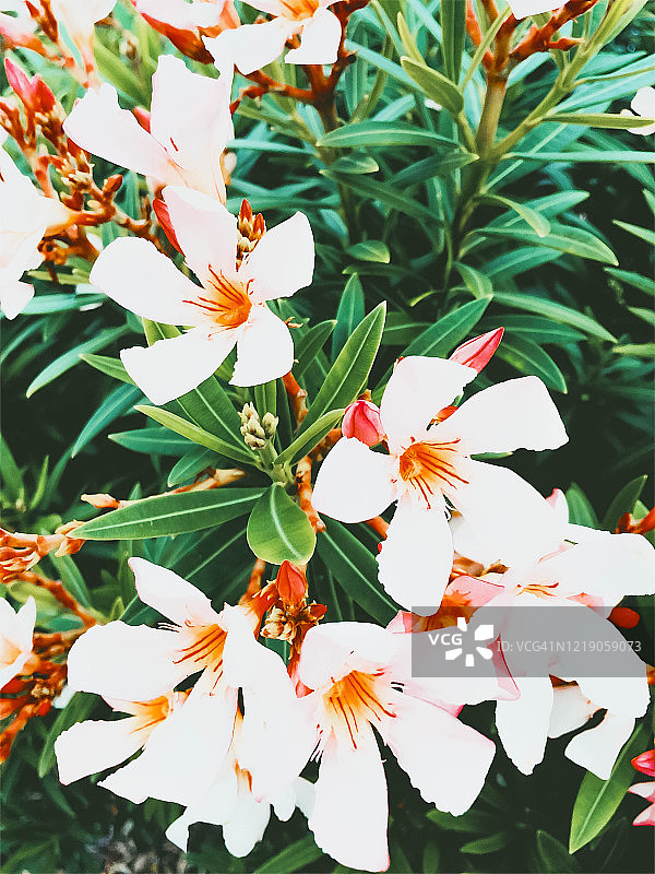 热带花卉图片素材