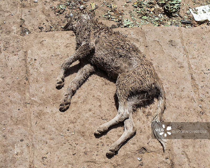 印度死亡的狗图片素材