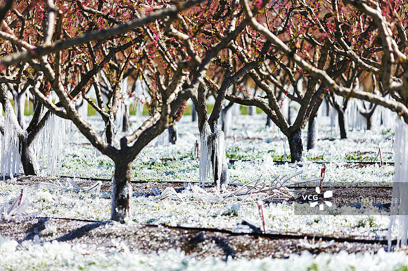 科罗拉多州西部覆盖冰层的果园春芽树图片素材