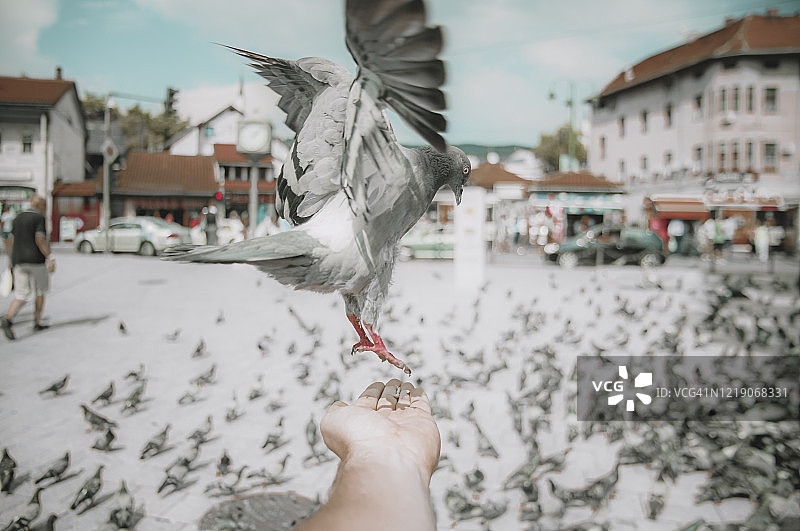 鸽子落在手上图片素材