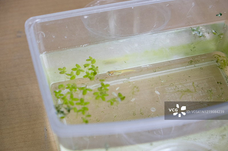 水族箱中的日本青鳉图片素材