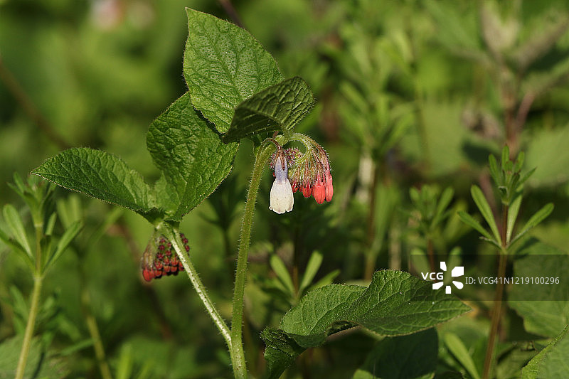 英国春天盛开的聚合草图片素材