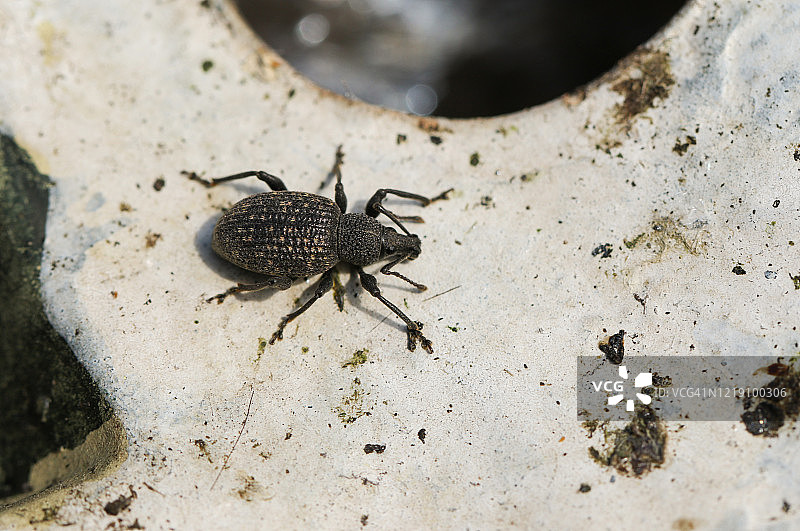 躲藏在花园装饰物下的葡萄象鼻虫图片素材