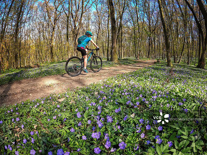 年轻女子在蓝色风铃草花丛中骑行图片素材