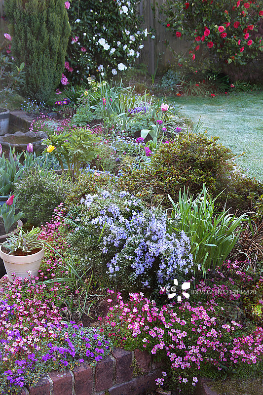 霜冻早晨中，花园里绚丽的春季花卉图片素材