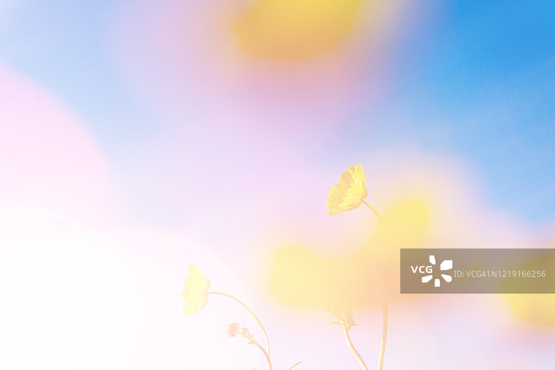 虚化的毛茛花特写双重曝光与复古漏光抽象梦幻编辑图片素材