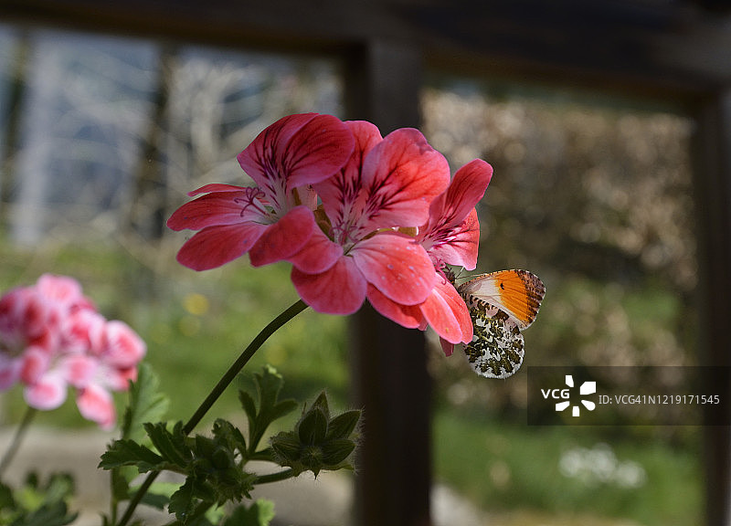 橙色尖翅粉蝶图片素材
