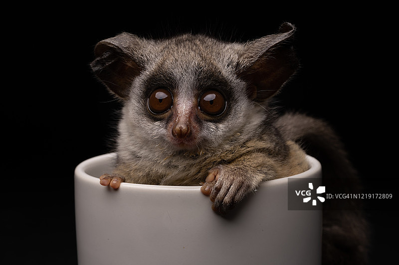 可爱的婴猴图片素材