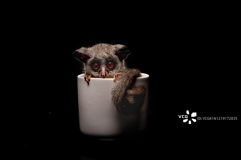 可爱的婴猴图片素材