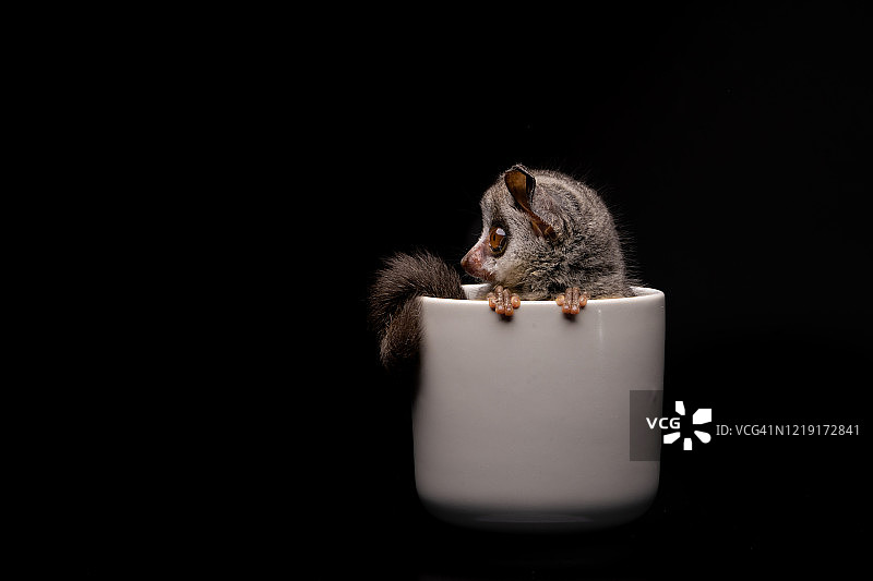 可爱的婴猴图片素材