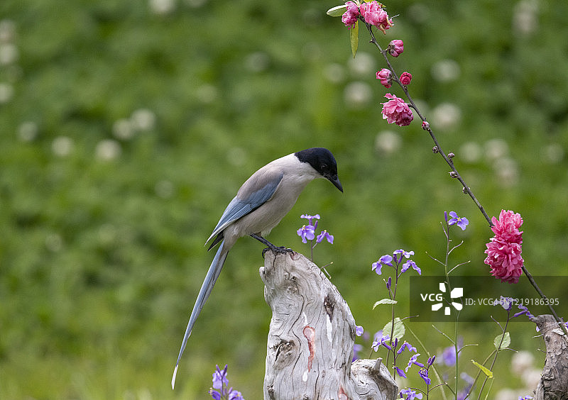 春天栖息在花枝上的灰色喜鹊图片素材